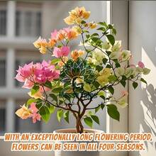 Tropical Charm Bacteria Seedlings - Perfect For Patios, Trellises, And Flower Bed Edges! - Mặc định - Xem 3