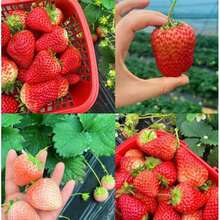 1800Pcs Strawberry Seeds - Non-GMO Heirloom Sweet Berry Seeds For Garden Planting, High Yield, Easy To Grow, Perennial Fruit Plant For Indoor & Outdoor, Pots, Beds, Containers, DIY Edible Garden, Great For Kids & Home Growers - 1800 - 查看 4