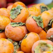 98Pcs Persimmon Fruit Tree For Planting Outdoors-Non GMO Exotic Diospyros Nongmo Juicy Plant For Home Gardening---Each Package With Products Name Label - 98pcs - View 3