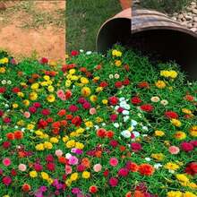 Moss Rose Perennial Ground Cover Plant Creeping Lawn Outdoor Indoor Plants, Flower Planting Herb Vegetable Fruit Garden Gardening, Local Delivery - 3000 - 查看 2