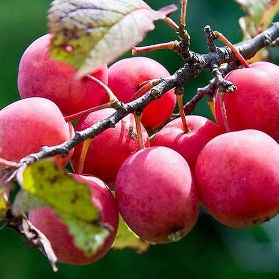 27Pcs Planting Wild American Plum (American Plum) - Non-GMO Year-Round Growth - Planting Delicious Fruits And Wildlife Friendly Outdoor Flowers Gardening Natural Science - 27 cái - Xem 1
