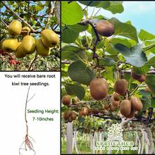 Plantones de kiwi de alta calidad: Plántulas de 3 años, dan fruto el mismo año, fáciles de plantar en todas las estaciones, tolerantes al frío y al calor, aptos para principiantes, adecuados para macetas de patio y plantación en tierra. - Plántulas de kiwi - Ver 1