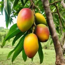 200pcs Mango Grain Delicious Fruit Juicy Fruity Rich Flavor High Yield Prosperous Production Delicate Edge - 200 - View 3