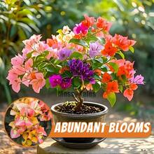 Tropical Charm Bacteria Seedlings - Perfect For Patios, Trellises, And Flower Bed Edges! - Mặc định - Xem 1