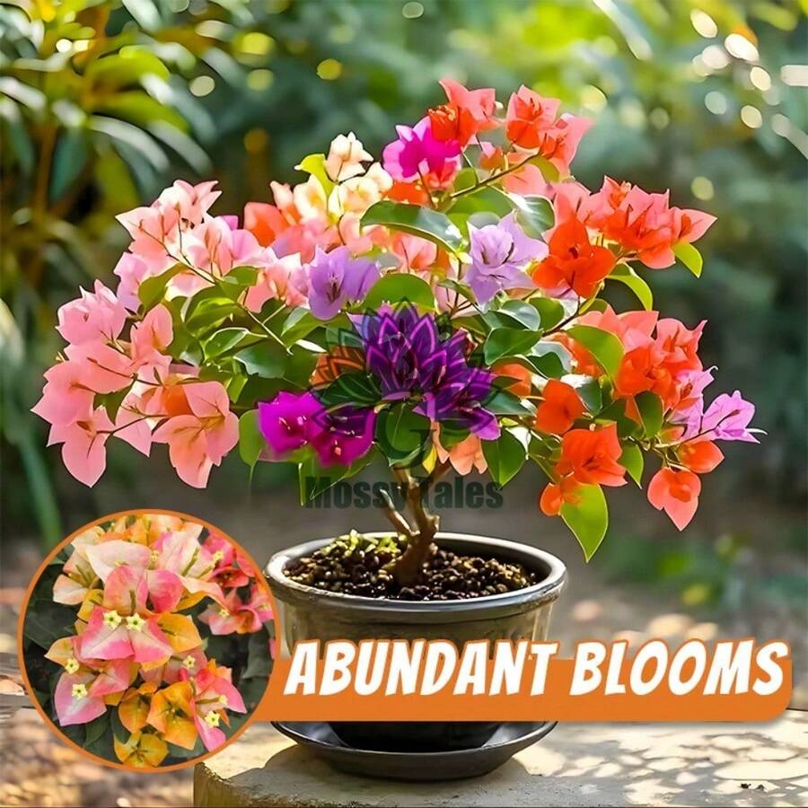 Tropical Charm Bacteria Seedlings - Perfect For Patios, Trellises, And Flower Bed Edges! - Mặc định - Xem 1