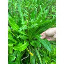 107 Capsules, Eryngium Foetidum, One Of The Best Spices In Cooking, Has A Rich Aroma, Is Not Only A Food Condiment, But Also A Seasoning Herb - 107 件 - 查看 6