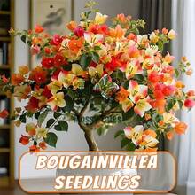 Tropical Charm Bacteria Seedlings - Perfect For Patios, Trellises, And Flower Bed Edges! - Mặc định - Xem 2