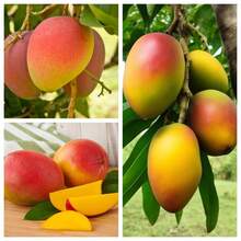 200pcs Mango Grain Delicious Fruit Juicy Fruity Rich Flavor High Yield Prosperous Production Delicate Edge - 200 - View 1