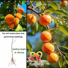 New Arrival & Hot  - Premium Fire Crystal Persimmon Seedlings (Seedling Height: 16-18 Inches, Shipped With Planting Instructions). These High-Quality Seedlings Boast Pure Genetics, Producing Large, Thick-Fleshed Fire Crystal Persimmons With Small And Sweet Flavor. Their Thin, Amber-Like Skin Encases (Creamy) And Juicy Flesh. Easy To Survive And Vigorous In Growth, They Thrive In Gardens, Orchards, And Small Yards. Plant One, And Enjoy Annual Harvests Of These Directly Edible "Autumn Sw - 柿子樹苗 - 查看 4