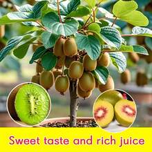 Plantones de kiwi de alta calidad: Plántulas de 3 años, dan fruto el mismo año, fáciles de plantar en todas las estaciones, tolerantes al frío y al calor, aptos para principiantes, adecuados para macetas de patio y plantación en tierra. - Plántulas de kiwi - Ver 8