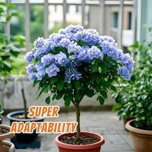 Tropical Charm Bacteria Seedlings - Perfect For Patios, Trellises, And Flower Bed Edges! - Mặc định - Xem 6