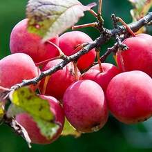 27Pcs Planting Wild American Plum (American Plum) - Non-GMO Year-Round Growth - Planting Delicious Fruits And Wildlife Friendly Outdoor Flowers Gardening Natural Science - 27 cái - Xem 5