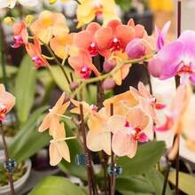 20 chiếc kẹp cây cảnh, kẹp cố định rau nhà kính, kẹp nhựa cố định dây leo lan, dùng để giữ chắc các loại cây leo và hoa. - màu xanh lá - Xem 6