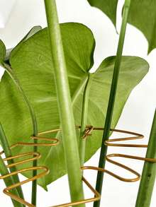 1pc Gold Minimalist Plant Stem Support Ring, Reusable Metal Plant Stand Suitable For Monstera, Ivy, Indoor Potted Plants, All Season Gardening Tool - Monstera Leaves - View 7