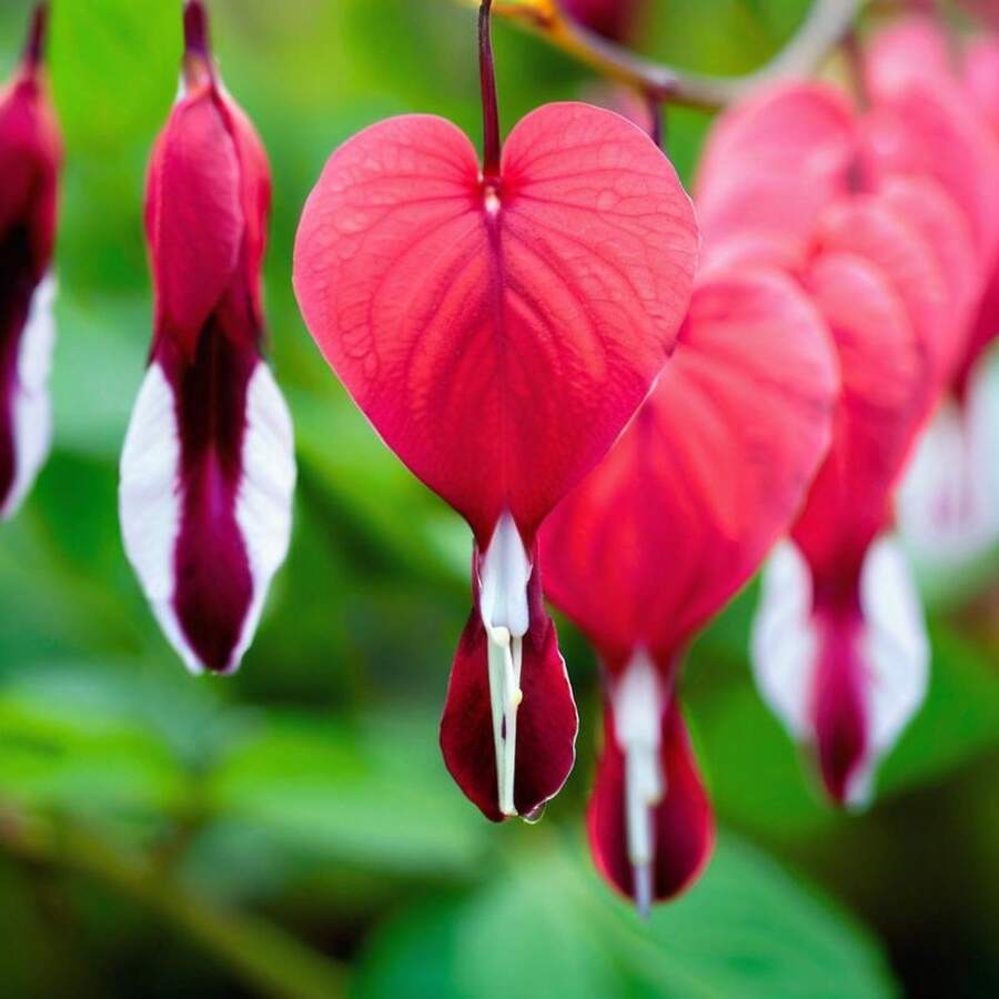 25pcs Premium Red Bleeding Heart - Grow Striking Romantic Blooms For Enchanting Garden Corners - 25pcs - 查看 1