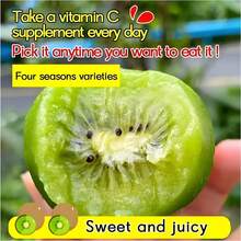 Plantones de kiwi de alta calidad: Plántulas de 3 años, dan fruto el mismo año, fáciles de plantar en todas las estaciones, tolerantes al frío y al calor, aptos para principiantes, adecuados para macetas de patio y plantación en tierra. - Plántulas de kiwi - Ver 4