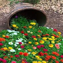 Moss Rose Perennial Ground Cover Plant Creeping Lawn Outdoor Indoor Plants, Flower Planting Herb Vegetable Fruit Garden Gardening, Local Delivery - 3000 - 查看 4