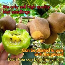 Plantones de kiwi de alta calidad: Plántulas de 3 años, dan fruto el mismo año, fáciles de plantar en todas las estaciones, tolerantes al frío y al calor, aptos para principiantes, adecuados para macetas de patio y plantación en tierra. - Plántulas de kiwi - Ver 3