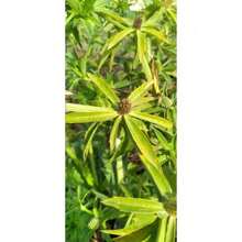 107 Capsules, Eryngium Foetidum, One Of The Best Spices In Cooking, Has A Rich Aroma, Is Not Only A Food Condiment, But Also A Seasoning Herb - 107 件 - 查看 3
