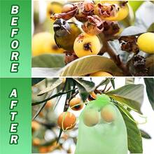 50个装葡萄水果保护袋 花园网袋 农业果园害虫防治防鸟网蔬菜袋 - A - 查看 6