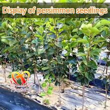 New Arrival & Hot  - Premium Fire Crystal Persimmon Seedlings (Seedling Height: 16-18 Inches, Shipped With Planting Instructions). These High-Quality Seedlings Boast Pure Genetics, Producing Large, Thick-Fleshed Fire Crystal Persimmons With Small And Sweet Flavor. Their Thin, Amber-Like Skin Encases (Creamy) And Juicy Flesh. Easy To Survive And Vigorous In Growth, They Thrive In Gardens, Orchards, And Small Yards. Plant One, And Enjoy Annual Harvests Of These Directly Edible "Autumn Sw - 柿子樹苗 - 查看 10