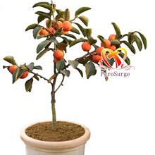 New Arrival & Hot  - Premium Fire Crystal Persimmon Seedlings (Seedling Height: 16-18 Inches, Shipped With Planting Instructions). These High-Quality Seedlings Boast Pure Genetics, Producing Large, Thick-Fleshed Fire Crystal Persimmons With Small And Sweet Flavor. Their Thin, Amber-Like Skin Encases (Creamy) And Juicy Flesh. Easy To Survive And Vigorous In Growth, They Thrive In Gardens, Orchards, And Small Yards. Plant One, And Enjoy Annual Harvests Of These Directly Edible "Autumn Sw - 柿子樹苗 - 查看 9