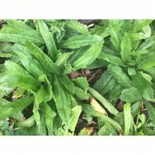 107 Capsules, Eryngium Foetidum, One Of The Best Spices In Cooking, Has A Rich Aroma, Is Not Only A Food Condiment, But Also A Seasoning Herb - 107 件 - 查看 7