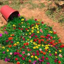 Moss Rose Perennial Ground Cover Plant Creeping Lawn Outdoor Indoor Plants, Flower Planting Herb Vegetable Fruit Garden Gardening, Local Delivery - 3000 - 查看 3