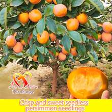 New Arrival & Hot  - Premium Fire Crystal Persimmon Seedlings (Seedling Height: 16-18 Inches, Shipped With Planting Instructions). These High-Quality Seedlings Boast Pure Genetics, Producing Large, Thick-Fleshed Fire Crystal Persimmons With Small And Sweet Flavor. Their Thin, Amber-Like Skin Encases (Creamy) And Juicy Flesh. Easy To Survive And Vigorous In Growth, They Thrive In Gardens, Orchards, And Small Yards. Plant One, And Enjoy Annual Harvests Of These Directly Edible "Autumn Sw - 柿子樹苗 - 查看 11
