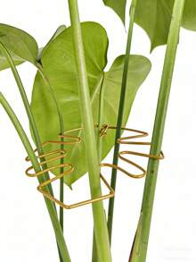 1pc Gold Minimalist Plant Stem Support Ring, Reusable Metal Plant Stand Suitable For Monstera, Ivy, Indoor Potted Plants, All Season Gardening Tool - Monstera Leaves - View 8