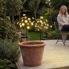 Solar betriebener Herbst Gänseblümchen Baum Lichterkette, wasserdichte LED Birkenbaum Lampe mit romantischer warmer Ambiente Beleuchtung, ideal als Garten Terrassen Deko Geschenk für Erntedankfest, Halloween, Herbst Hochzeit - Gänseblümchen - Übersicht 5