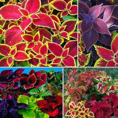 2000 Pieces Of Mixed Rare Coleus Flower, Rainbow Magic Coleus, Mixed Perennial Foliage Plant