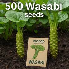 Wasabi Plant , 500 Count, Spicy Green Root Herb For Culinary & Garden Use - 500 - 查看 3