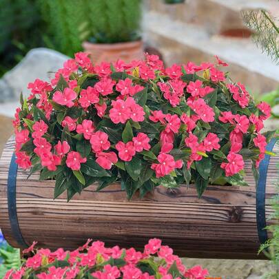 1/4/8pcs Artificial Impatiens Flowers, Silk-Like Colorful Fake Flowers, UV-Resistant, Lifelike Blooms, Suitable For Home Decor, Indoor/Outdoor Decoration, Planters, Entryways, Patios, Gardens
