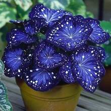 Hosta - Vibrant Appeal For Garden Beds & Outdoor Decor- Round Color For, Garden, Weddings & Events - Low-Maintenance All-Season Decoration - 100pcs - 查看 2
