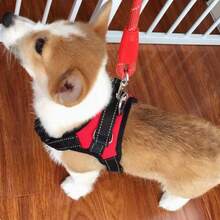 Dây dắt chó cỡ nhỏ đến trung bình, dây dắt chó đi dạo, dây kéo chó. - Nhiều màu - Xem 2