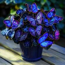Hosta - Vibrant Appeal For Garden Beds & Outdoor Decor- Round Color For, Garden, Weddings & Events - Low-Maintenance All-Season Decoration - 100pcs - 查看 1