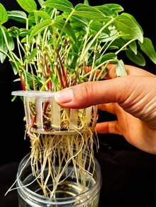 10个装水培蔬菜种植篮，种植篮，塑料花盆，适用于家庭阳台园艺和苗圃水培，育苗盘，室内植物盆栽，园艺用品 - 多色 - 查看 2