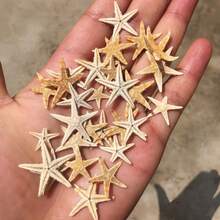 50pcs Mini Natural Starfish Micro Landscape Beach Wedding Nautical Decor Resin Handmade DIY Vase Filler Small Star Shaped Seashells Beach Decor, Suitable For DIY Jewelry Making, Fish Tank/Bathroom Home Decor, Party Candle Wedding Decor, Handcraft Best Birthday Graduation Gift, Size 0.4"-1" - Multicolor - View 6