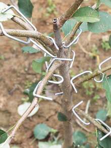 Bộ 10 dụng cụ uốn cành cây ăn quả, kéo tỉa cành hình chữ M, kéo cắt cành cong, dụng cụ tỉa cành cây ăn quả hình cung. - A - Xem 6