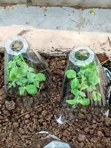 1/10/20个装透明塑料植物罩 - 可重复使用的迷你温室，防霜冻，遮阳，驱鸟，防蜗牛，植物生长和园艺必备工具 - 多色 - 查看 2