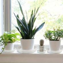 6个透明塑料植物托盘，4种尺寸：6/8/10/12英寸，加厚坚固，带凹槽设计的滴水盘，适用于室内/室外盆栽、多肉植物、花卉，透气底座，促进根系健康生长，花园草坪护理配件 - 6pcs - 查看 6