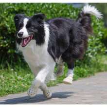 QILP Dog Shoes: Non- Of Als For Hot Pavement Breathable Perforated Boo Large/Medium/Small Si Ideal Paw Tec Outdoor Clog Booties Beige Size 5 - 米色 - 查看 6