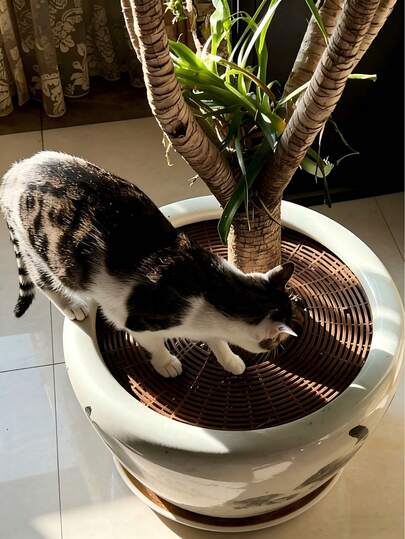 Nailed Grid Cover, Garden Planter Soil Protection Net, Anti-Cat Anti-Pest