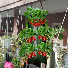 Bộ 3 túi trồng dâu tây treo, túi trồng dâu tây 6 ngăn dùng để trồng dâu tây, cà chua và ớt. - Nhiều màu - Xem 4