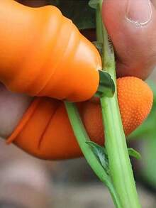 Bộ dụng cụ làm vườn 6 món, bao gồm kéo cắt cành, kìm bấm ngón tay, dụng cụ tách rau củ và dụng cụ gắp đồ dùng bằng ngón tay, dao nhà bếp đa năng, dụng cụ làm vườn. - Nhiều kiểu dáng - Xem 10