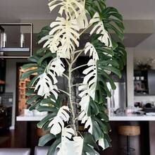 Monstera Deliciosa Brokat Are Air-Optimized, Cold-Resistant And Suitable For All Seasons, Suitable - 100pcs/seeds - View 4