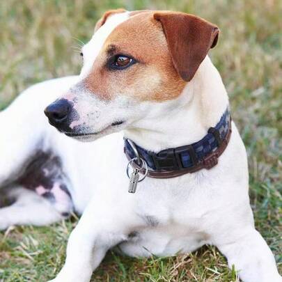 Brass Pet ID Tag Pendant, Anti-Lost Collar Accessory For Dogs, In Stock