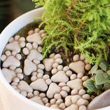 20 piezas Estatuas de decoración con huellas de gato para exteriores, decoraciones de garras de gato en miniatura para jardín y césped de primavera, decoración del hogar, piedras de pavimentación para micro paisajismo de bonsái con patas de gato, adecuadas para decoración de jardín exterior, accesorios de jardinería - 20 huellas de patas de gato - Ver 2