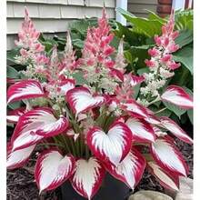 Hosta Plant 100Pcs White Red - 變體1 - 查看 3